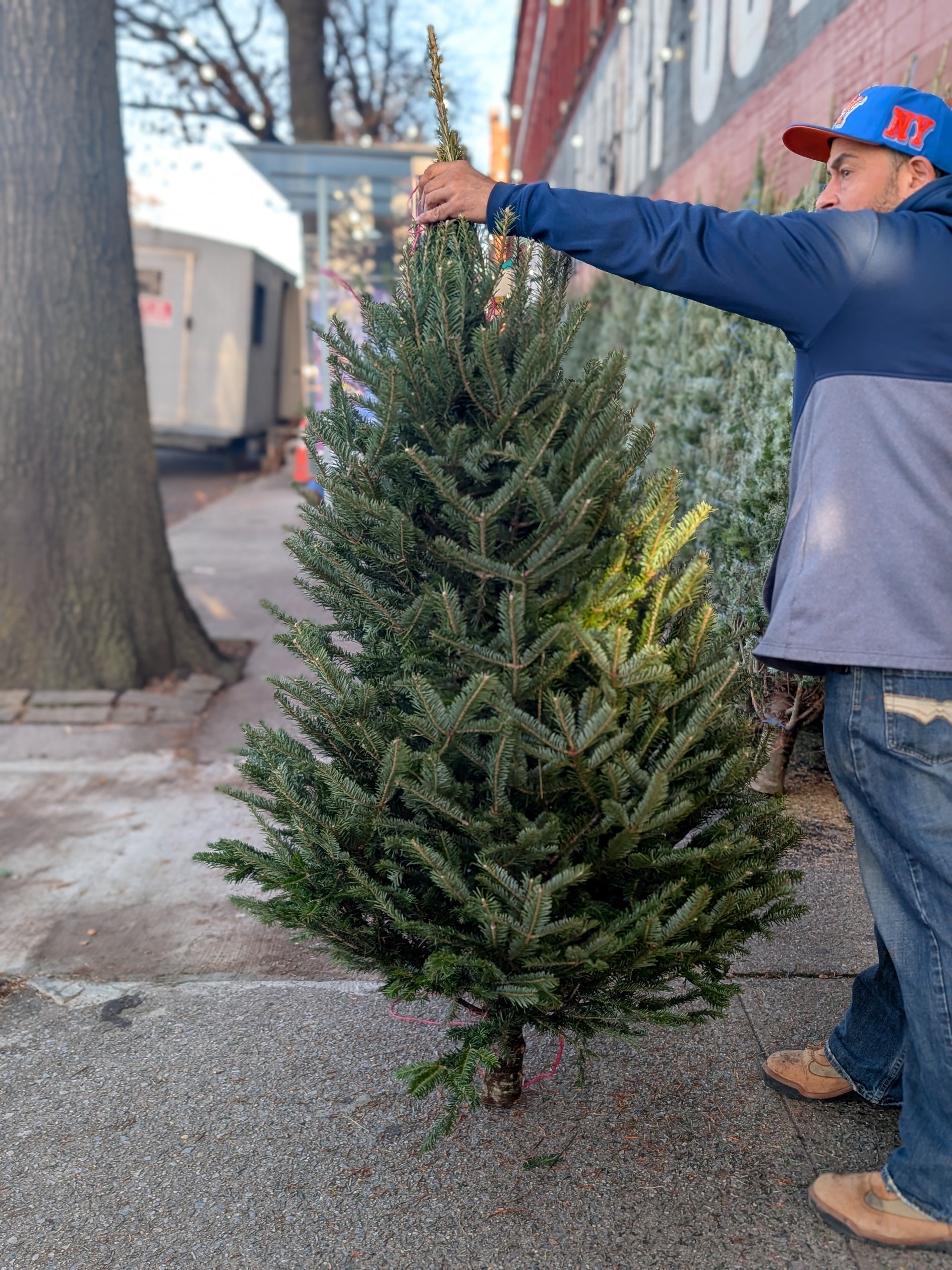 Live Christmas Tree 5-6 ft