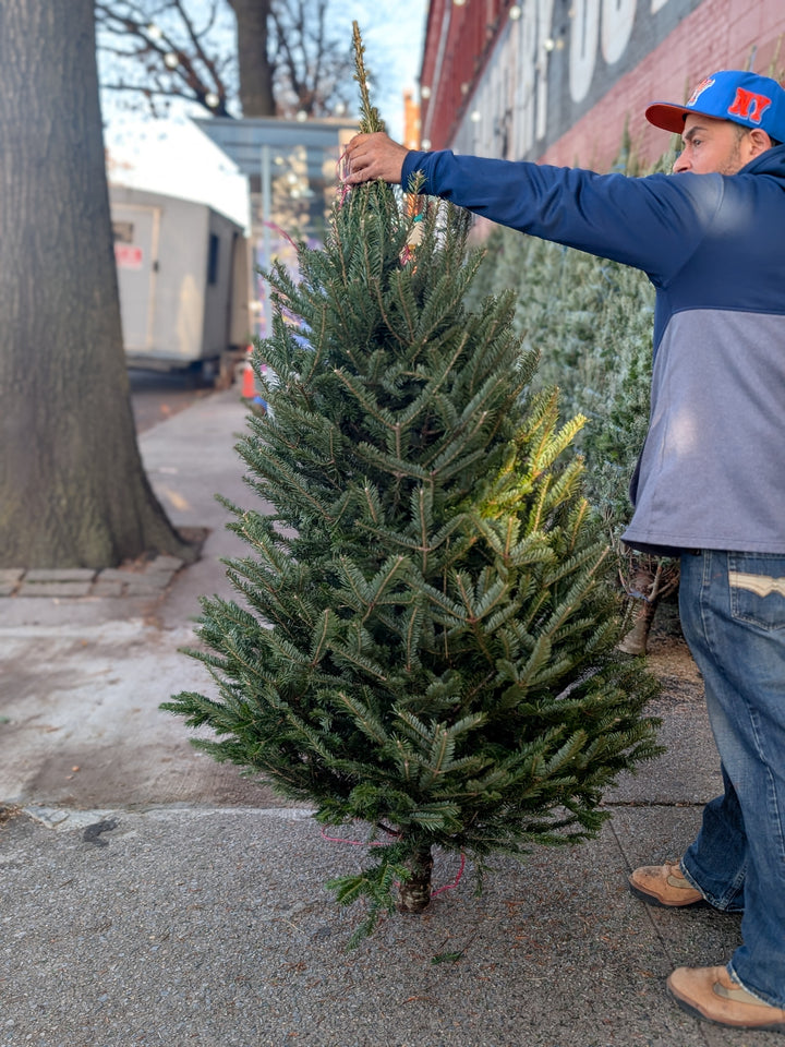 Live Christmas Tree 5-6 ft