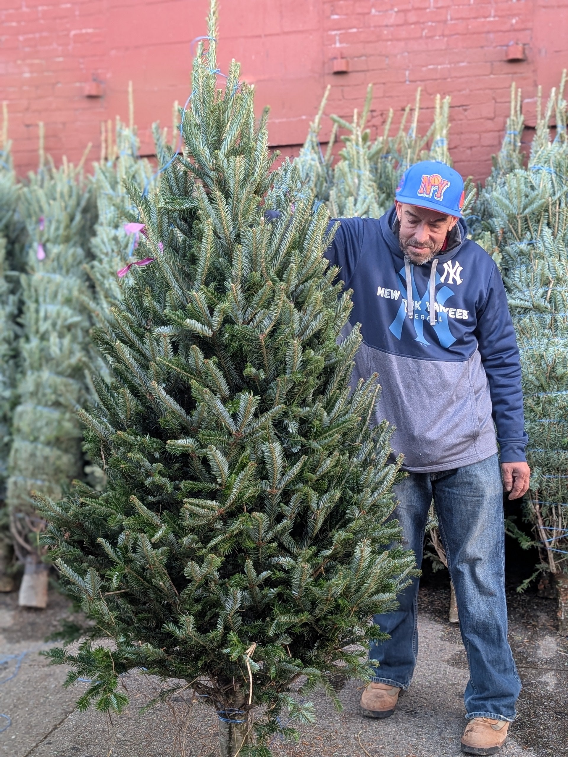 Live Christmas Tree 6-7 ft