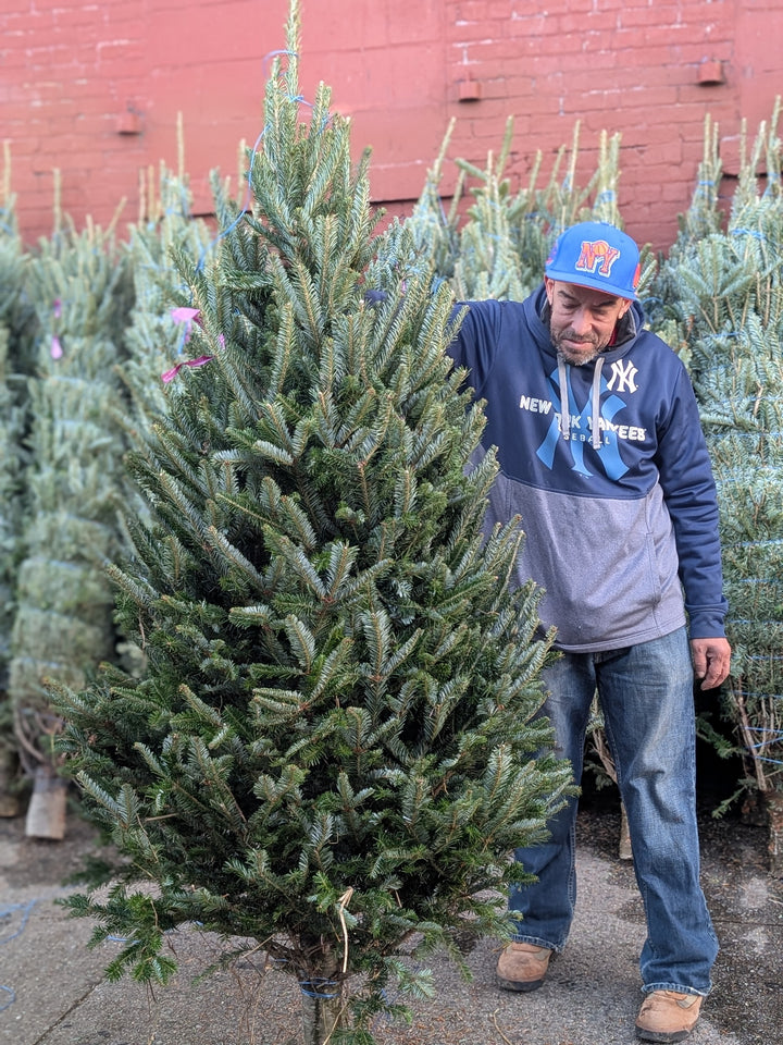 Live Christmas Tree 6-7 ft