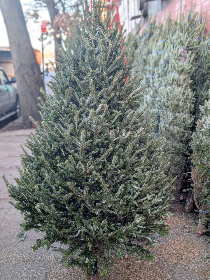 Live Christmas Tree 7-8 ft