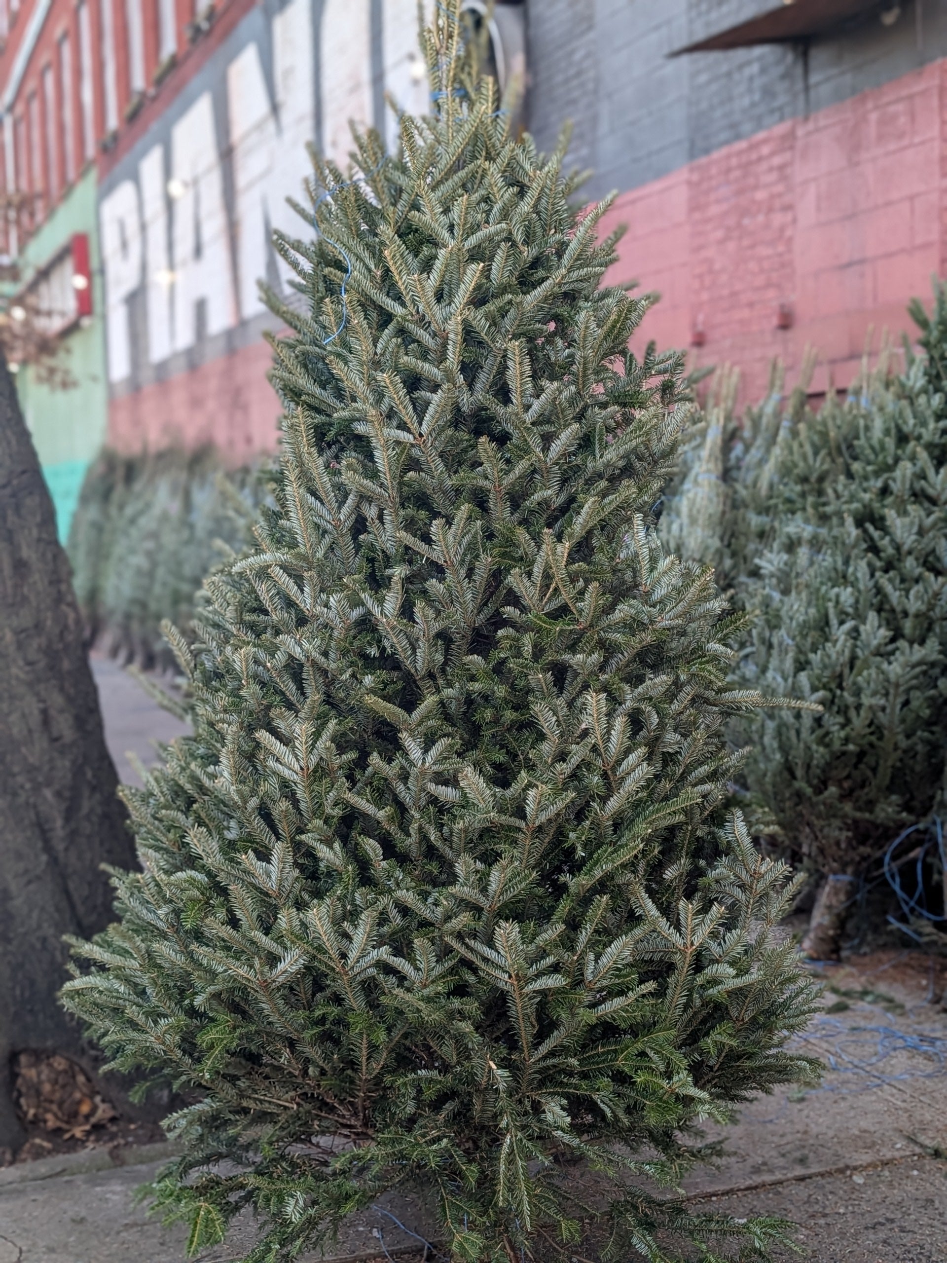 Live Christmas Tree 8-9 ft