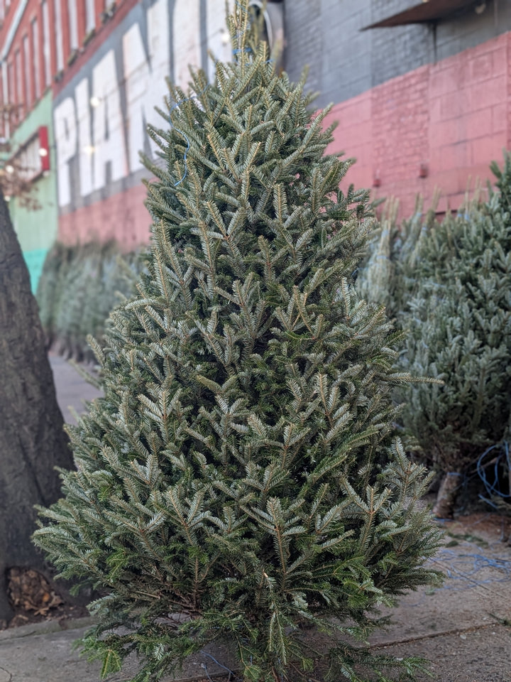 Live Christmas Tree 8-9 ft