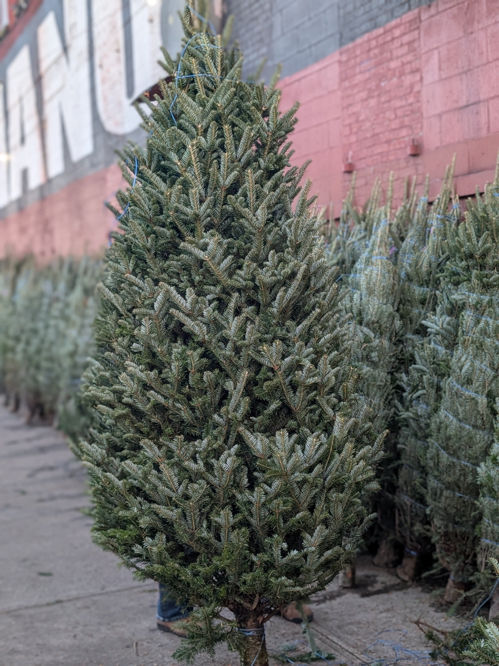 Live Christmas Tree 9-10 ft