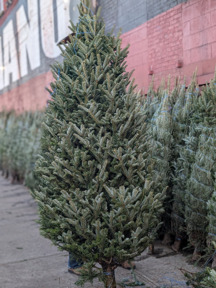 Live Christmas Tree 9-10 ft