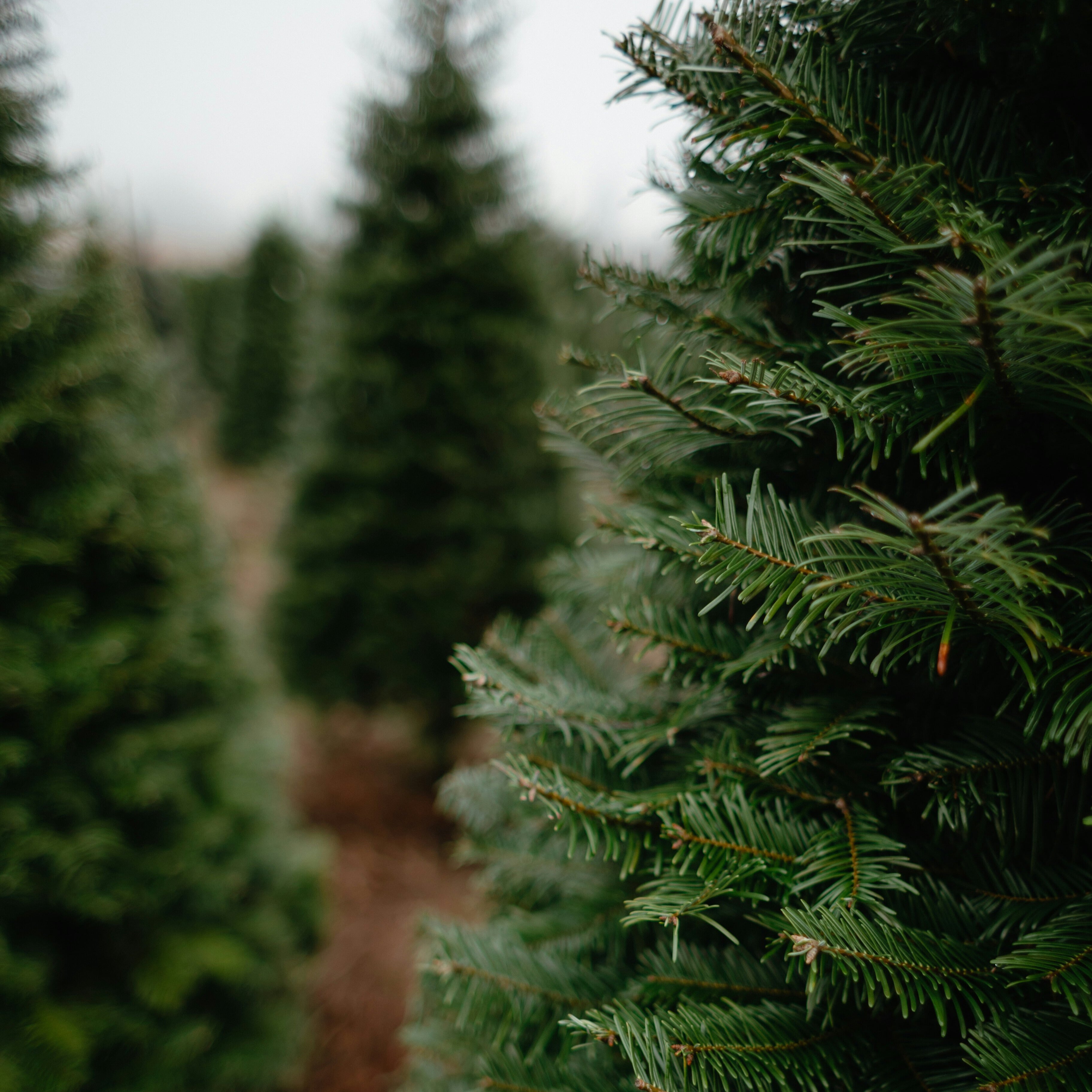 Live Christmas Tree 5-6 ft