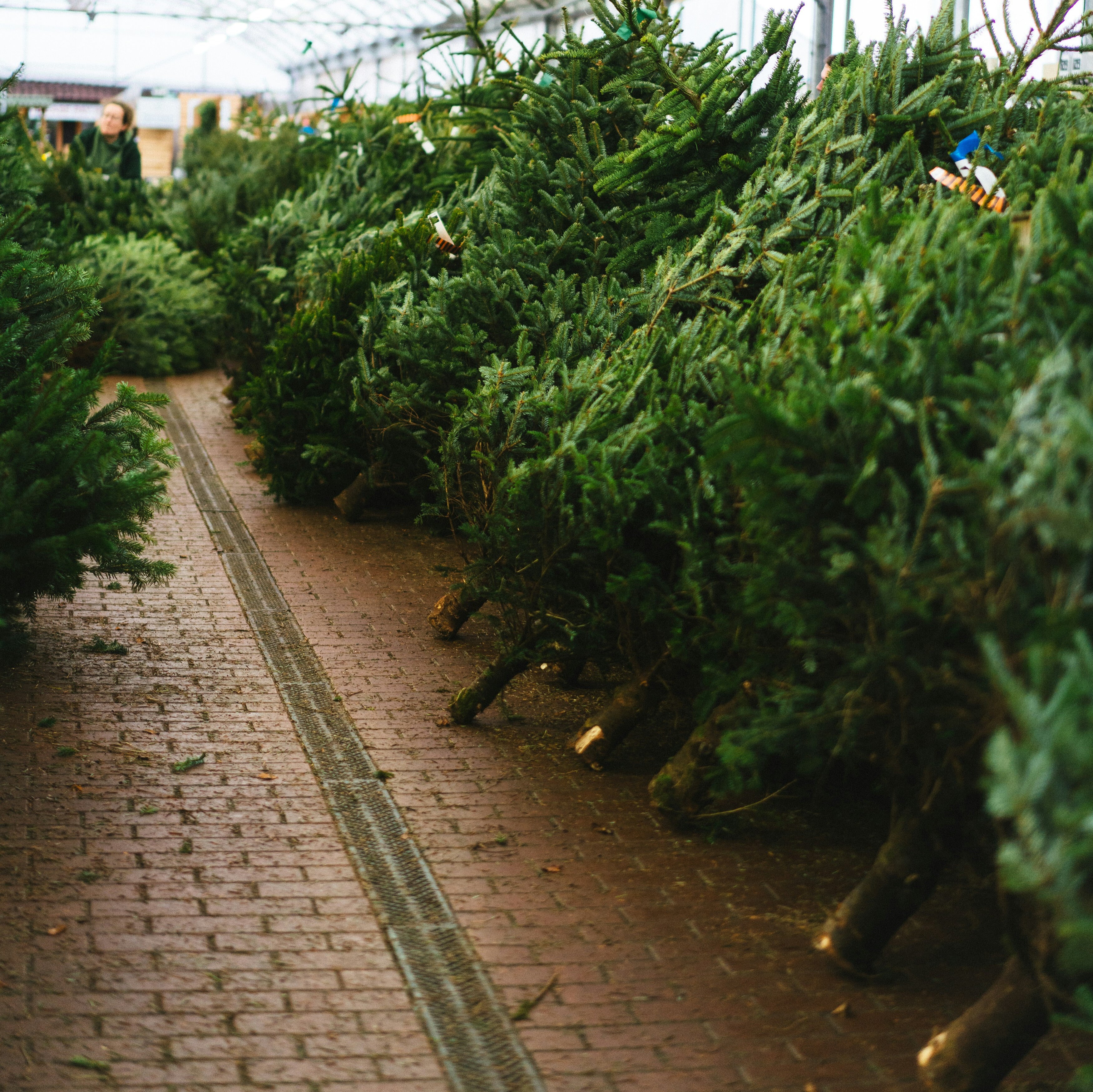 Live Christmas Tree 7-8 ft