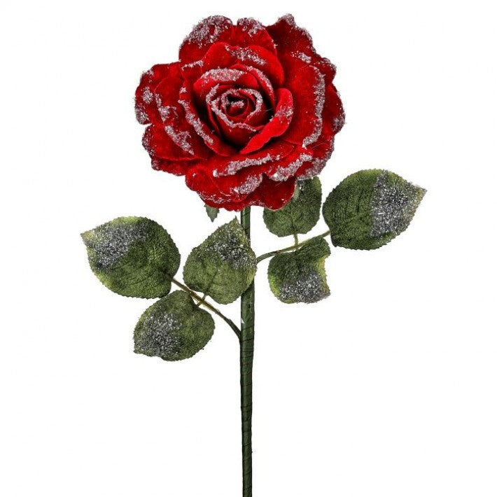 25" Red Velvet Snowy Edge Rose Stem # MTX74464_RED