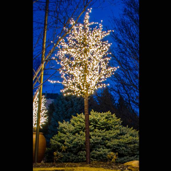 Brite Ideas 15' LED Linden Tree Display TCCW15