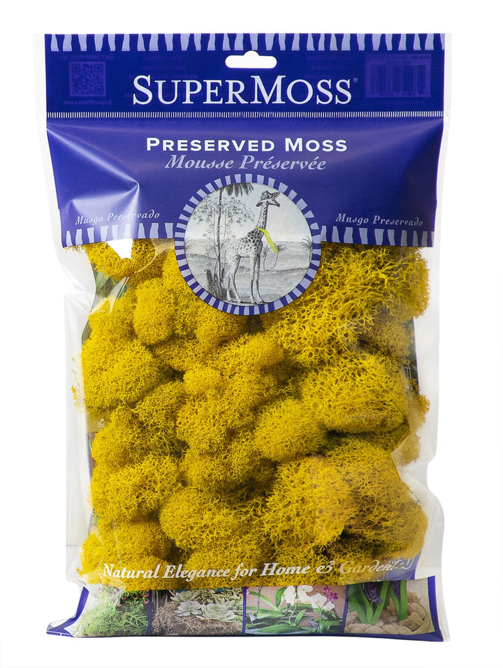 Preserved Reindeer Moss in Sunflower #21494SM