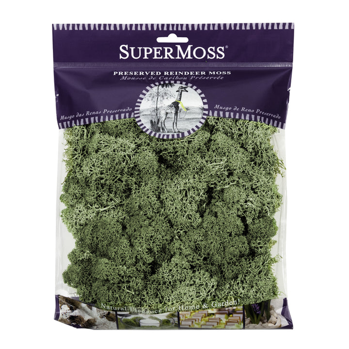 Preserved Reindeer Moss in Moss Green